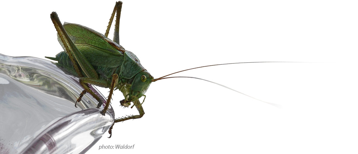 Waldorf - grasshopper