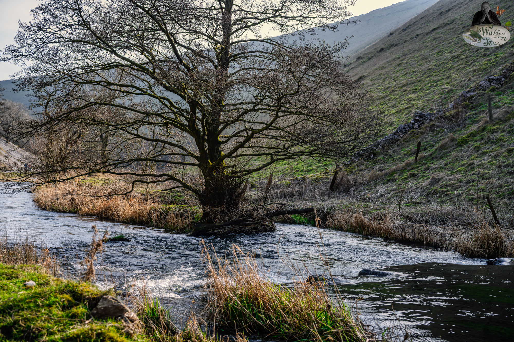 A majestic tree stands defiantly on the banks of the River Dove, its roots entwined with the flowing waters in the heart of Wolfscote Dale, Peak District.