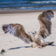 Young seagull landing on sandy beach with wings spread wide, detailed feathers visible, Mrzeżyno, Poland.