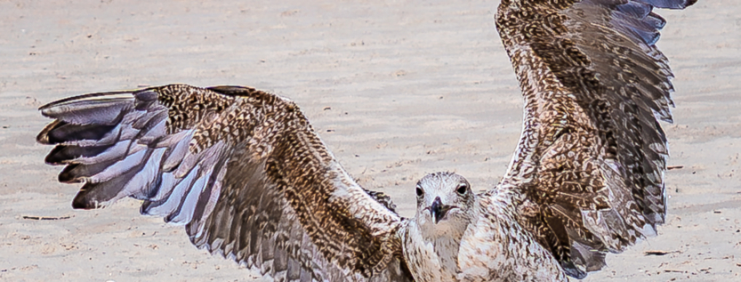 Young seagull landing on sandy beach with wings spread wide, detailed feathers visible, Mrzeżyno, Poland.