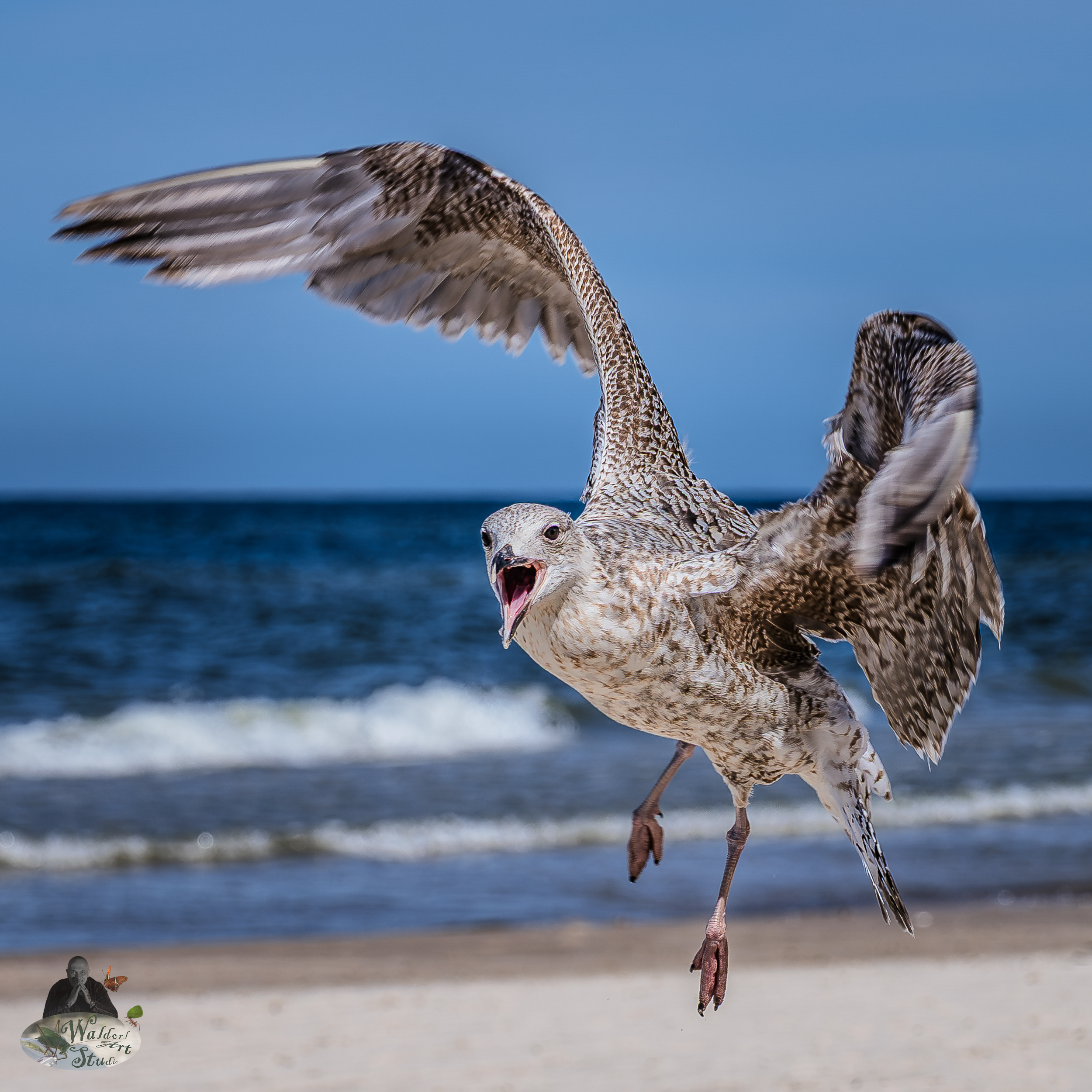 Seagull in flight with open beak on sandy Baltic Sea beach in Mrzeżyno, Poland