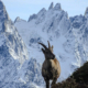 Alpine ibex standing on a mountain slope with the Mont Blanc massif covered in snow in the background, winter wildlife photography in the Alps