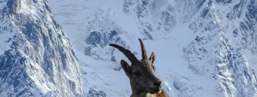 Alpine ibex standing on a mountain slope with the Mont Blanc massif covered in snow in the background, winter wildlife photography in the Alps