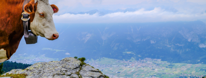 A brown and white Tyrolean cow with a bell stands on a rocky alpine ridge, overlooking a wide valley with fields and a town far below, framed by misty mountains.